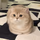 0x808979e64e19d52d36a2b0d3afa72a60d1f12019