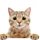 0x808b5a16ef5e144ff775416640ac17cb9fee11a9