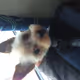 yopieka-yoshika