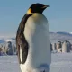 wilsu