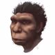 HumanB