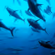 BlueFinTuna24