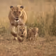 Lion885