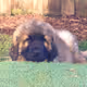 flufee