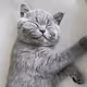 PickleThePuss