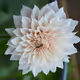 Dahlias