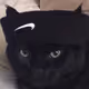 araujo_z