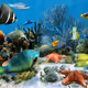 IslandGuardians