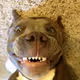 DoggyDogg