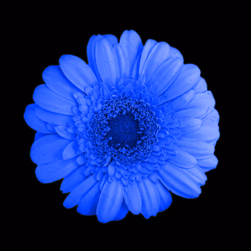 OpenSea profile picture for @Botanical