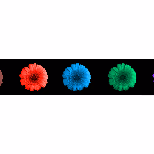 OpenSea banner for @Botanical