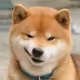 NFTDogeKing