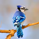 blue-jay