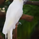 parrotboss