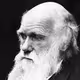 Darwinian_Stables