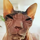 dakwolf