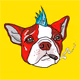 Cryptodoggi