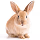 BunnyFam