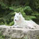 LoupblancCrypto