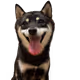 RendoggyDogg