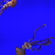 OJellyFish0
