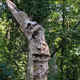 TheSortingTree