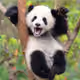 fluffypandamusic
