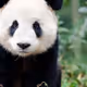 panda199