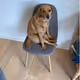 Bailey-balless