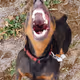 bildobeaneater