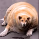 thoge