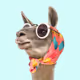 SergeLeLama