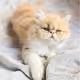 MYCaty