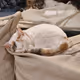 SmartCatWallet