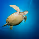 DivingCryptoTurtles