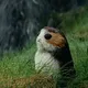SpacePorg