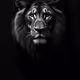 0x8544c61f55712c356f8ed3a2d65e7e247bdd4fed