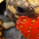 Strawberrydelicious