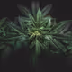 HempyFitz