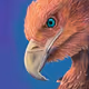 SoaringGaruda