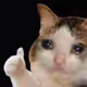 -SadCat-