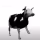 polishcow