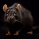 Ratticus_Finch