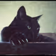 Attack-Cat