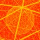 0xBrain_collection