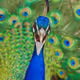 PeaCocksDude