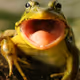 SapoCururu