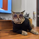 bonbonthecat