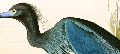 OpenSea banner for @audubon