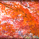 Majid7989